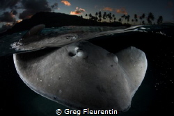 Lagoon with stingray at the sunset by Greg Fleurentin 